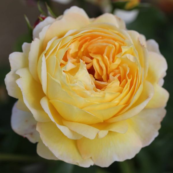 Rose 'Belle De Jour' (ROTY 2021) Bush Rose 3 Litre